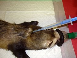 Virbac Animal Health has announced that its medical castration implant Suprelorin 9.4mg has received a marketing authorisation for use in ferrets.