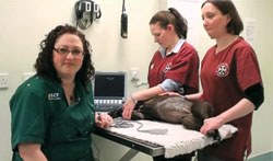 BCF's new veterinary ultrasound videos and CPD, presented by Kimberly Palgrave