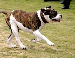 Roly, nine weeks after the ground-breaking op