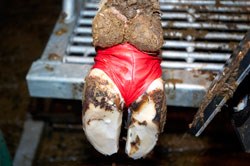 Kruuse has launched a new extra large size Bovivet Hoof Bandage for use in the treatment of digital dermatitis (DD) in cattle.