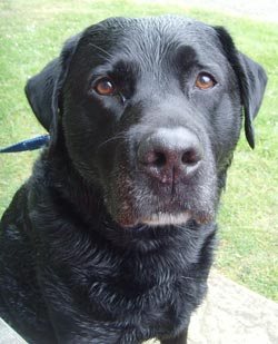 Scientists launch study aiming to eradicate painful disease in Labrador Retrievers
