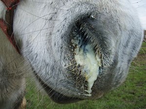 Nasal discharge in a horse with strangles