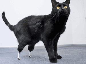 Oscar, fitted with titanium prosthetic paws by Noel Fitzpatrick