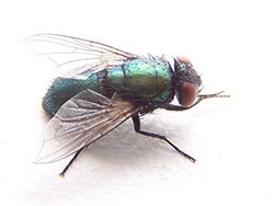 Elanco Animal Health - maker of Clik and Clikzin - is urging veterinary surgeons to highlight the risk of blowfly strike to farmers, as two new cases have been reported in West Sussex