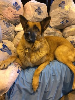 The Blue Cross is asking veterinary surgeons to donate any unwanted, saleable items to help the charity raise funds to care for homeless, abandoned, sick and injured pets.