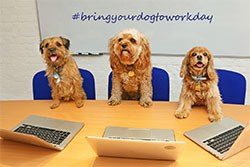 Friday is National Bring Your Dog To Work Day, which aims to promote the benefits of dogs at work and raise money for All Dogs Matter, a rehoming charity. 