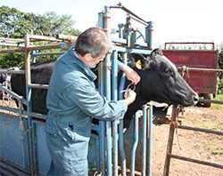 The BVA is calling on Defra and the APHA to take an innovative approach to capturing farm animal post-mortem data, after its Voice of the Veterinary Profession survey found that 90% of production animal vets now conduct their own PMs.