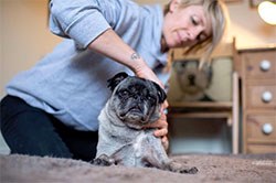 Sussex-based Hannah Capon MRCVS has launched Canine Arthritis Management (CAM), believed to be the first home service specifically for dogs with osteoarthritis.