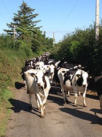 Elanco is highlighting new research which shows that using monensin in dairy cows at high risk of developing subclinical ketosis reduces curative antibiotic use by 25%.