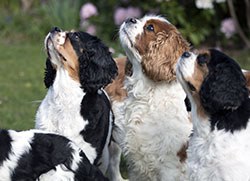 VetCompass, a new veterinary research initiative at the Royal Veterinary College, has revealed that one in 60 Cavaliers are affected by syringomyelia.