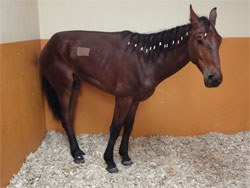 The Equine Veterinary Journal has published a free special collection of new research on Equine Grass Sickness this month.