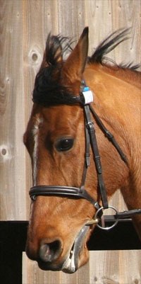 Researchers at the Animal Health Trust Equine Clinic have developed an ethogram to help veterinary surgeons, owners and riders identify when a horse is in pain, from its facial expressions when being ridden. 