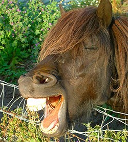 The British Equine Veterinary Association (BEVA) has clarified regulations on equine dental procedures following a survey which showed confusion even amongst vets over who is allowed to do what in a horse's mouth.