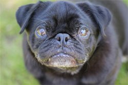 It's been another bad week for flat-faced breeds: the Royal Veterinary College has released the results of a new study which shows that brachycephalic dogs are the most likely breed types to encounter problems when giving birth.