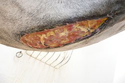 The Equine Veterinary Journal (EVJ) has published a free online collection of articles which explain the current understanding of equine antimicrobial resistance