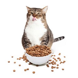 International Cat Care has published a new feeding plan, based on scientific evidence, designed to improve cat health and welfare.