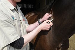 Merial Animal Health has been granted a Wholesale Dealer Import Certificate (WDIC) to import and supply a European licensed Equine Inactivated Herpes vaccine whilst there is no licensed vaccine available in the UK.