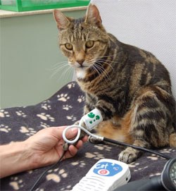 International Society of Feline Medicine (ISFM), the veterinary division of International Cat Care, has published Consensus Guidelines on the Diagnosis and Management of Hypertension in Cats to guide veterinary practitioners in the clinical management of hypertension in their feline patients. 