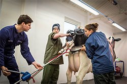 The University of Liverpool's School of Veterinary Science has announced the introduction of a new curriculum designed to enhance undergraduate veterinary teaching and learning.