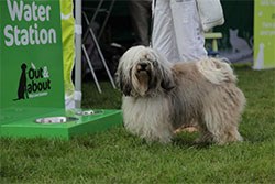 The Pets at Home Vets Group has joined forces with the National Trust, ostensibly to help raise awareness of pet safety during summer, for its latest marketing push.