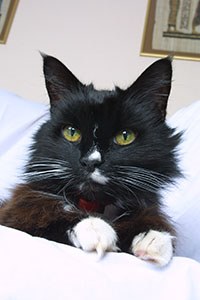 noise-triggered seizures in old cats, dubbed FARS (feline audiogenic reflex seizures).