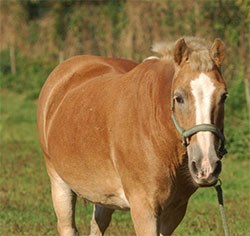 New research from the Animal Health Trust (AHT), published in the Equine Veterinary Journal, shows that equine obesity is an increasing but under-recognised welfare issue in the UK.
