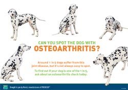 Previcox canine osteoarthritis campaign