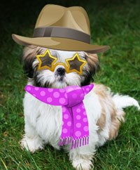 Primp my pooch