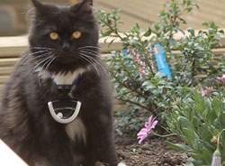 In the Bayer study into cat behaviour, webcams were fitted around the necks of nine cats around the country to follow their activities.  