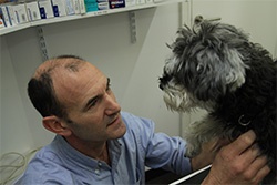 Referral vet