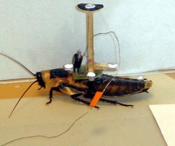 RVC Cyber Roach