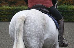 The Saddle Research Trust has announced the launch of a new paper to help vets understand the significance of saddle fit on the health and welfare of horse and rider.