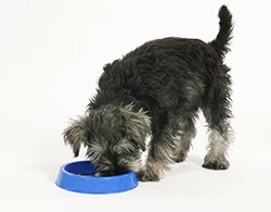 The Waltham Centre for Pet Nutrition has announced new research - published in BMC Vet Research - which examined the progression of periodontal disease in miniature schnauzers and found that without effective and frequent oral care, dental disease developed rapidly and advanced even more quickly with age. 