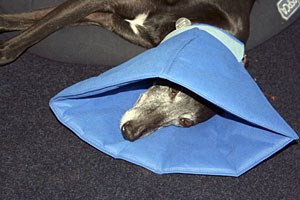 Fabric deals buster collar