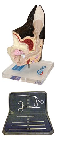 Virbac's EasOtic promotion offers an ear model and specialist ear instrument kit for multiple purchases of EasOtic 