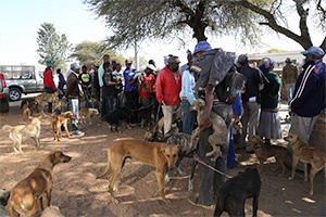 The WSAVA is calling on veterinary surgeons and nurses to volunteer to help with outreach projects in Africa in September 2014.