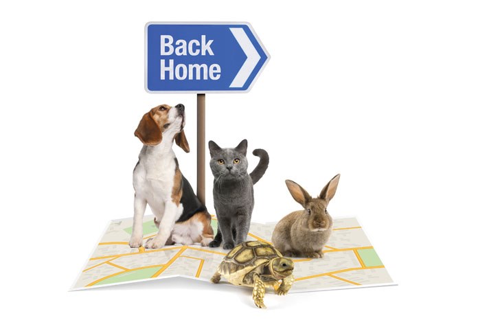 Virbac has announced that from the 1st February 2018, BackHome microchips will include free online transfer of keepership from breeders to new puppy owners.