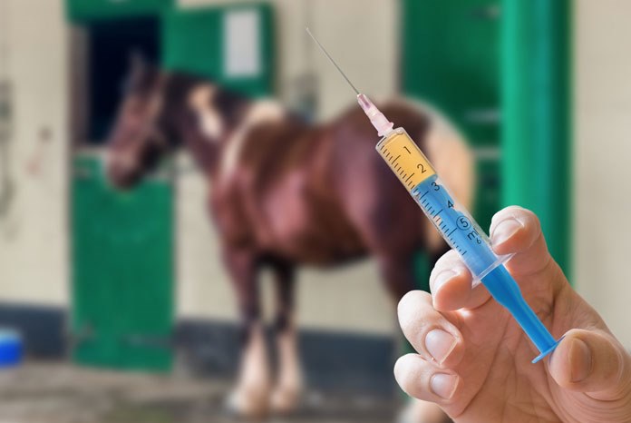 The Veterinary Medicines Directorate (VMD) has relaxed its recently imposed restrictions on the sale of the equine pain killer, flunixin by allowing the release of stock from manufacturers, thereby restoring access to this medicine for use in non-food producing horses whilst it works towards a longer-term solution.