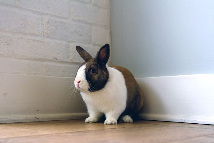 The Royal Veterinary College has published the latest findings from its VetCompass programme, this time identifying the most common medical issues and causes of death in pet rabbits1.