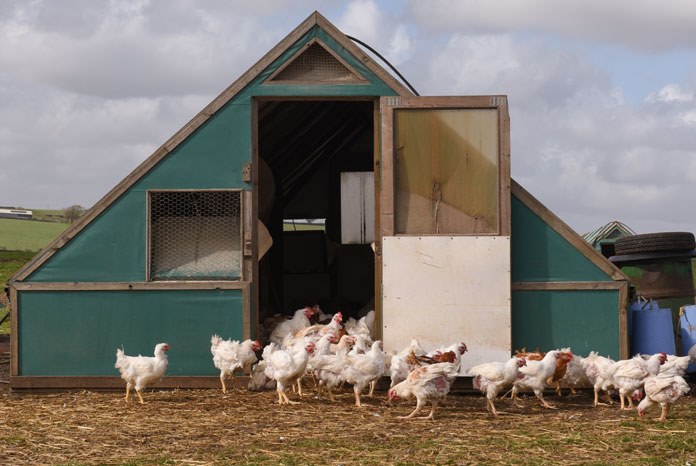 The BVA, the British Veterinary Poultry Association (BVPA) and Veterinary Public Health Association (VPHA) have jointly welcomed a New Code of Practice for the Welfare of Laying Hens and Pullets which was laid before parliament on Thursday.