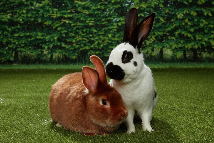 Burgess Pet Care has announced that this year, Rabbit Awareness Week (RAW) will run from 2nd-10th June and urge rabbit owners to 'move away from muesli'.