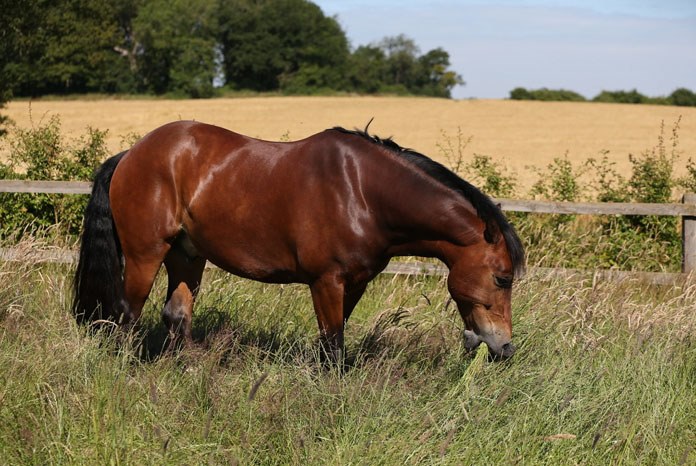 Researchers from the University of Melbourne’s Faculty of Veterinary and Agricultural Science, in conjunction with the Waltham Equine Studies Group, have identified a possible mechanistic link between high levels of insulin and equine laminitis.