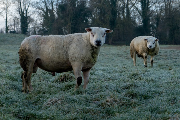 Welsh Minister for Environment, Energy and Rural Affairs, Lesley Griffiths, has announced a £5m programme to help eradicate sheep scab.