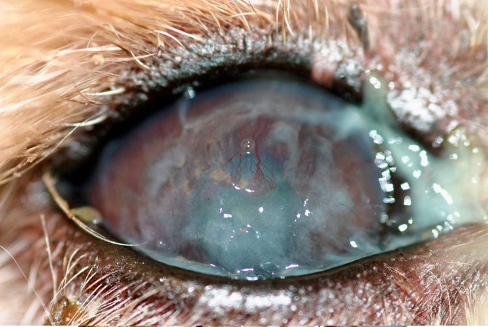 canine keratoconjunctivitis sicca (KCS)