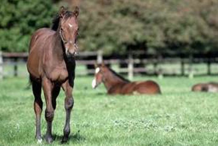 Defra has announced that the law which requires horses born since July 2009 to be microchipped is being extended to include all horses, ponies and donkeys, regardless of their age.