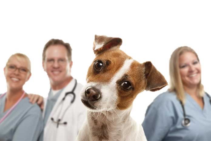 Recruitment agency Recruit4Vets has published the results of two small surveys it conducted amongst veterinary surgeons and nurses to help reveal typical rates of pay for permanent and locum veterinary surgeons and nurses.