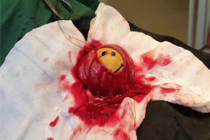 https://www.vetsurgeon.org/news/b/veterinary-news/archive/2017/09/01/39-happy-enterotomy-39-wins-mandy-knight-bva-veterinary-photographer-of-the-year.aspx
