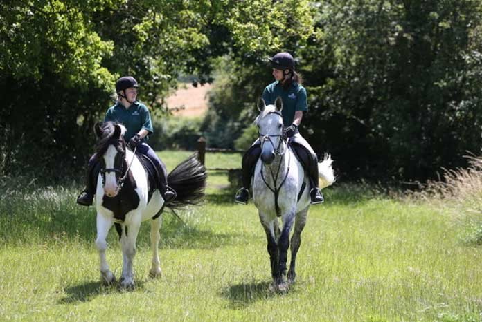 A new study published in the Journal of Veterinary Internal Medicine has shown that just 25 minutes of light exercise may have health benefits for horses, even if it doesn’t result in additional weight loss.