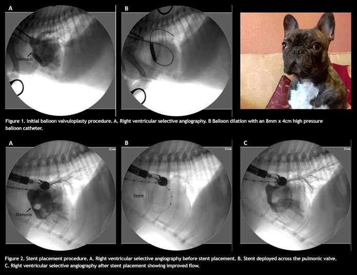 Cardiologists at Davies Veterinary Specialists in Hertfordshire have implanted a stent across the pulmonic valve of a four-month-old French Bulldog with severe and deteriorating pulmonic stenosis