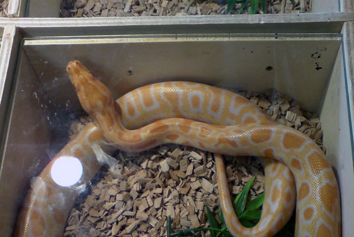 snakes kept captive for sale